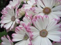 春の花