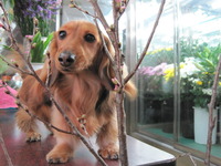 犬と桜