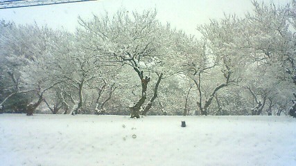雪景色