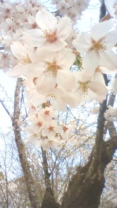 お花見