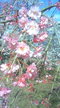 お花見