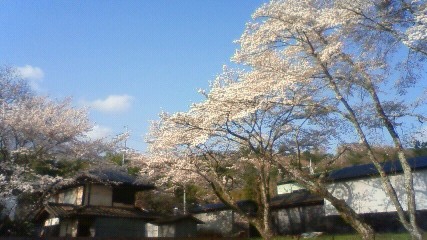お花見