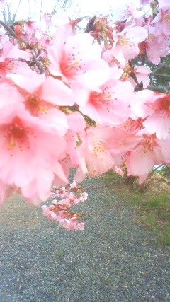 お花見