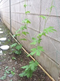 エコ活動　ゴーヤ編