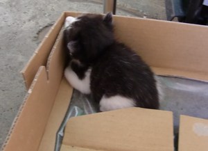 ねこ