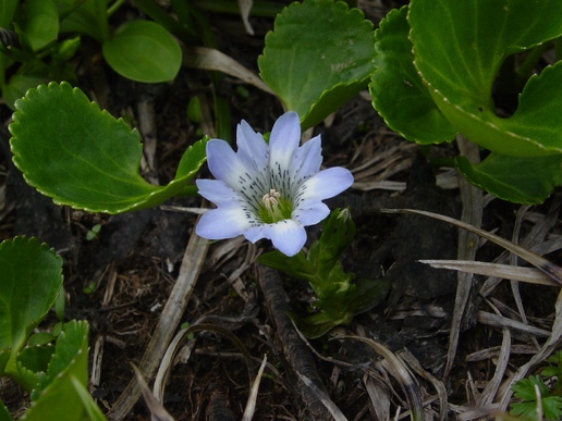 イーアスのお花屋さん「ウィズガーデン」で粋な青と白のストライプの花にひとめぼれ！！