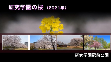 ２０２１年春、桜動画をＹｏｕＴｕｂｅへ投稿しました！