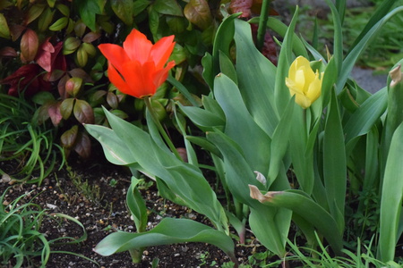 アネモネ、クロッカス等球根植物も咲き研究学園駅前は花盛り！