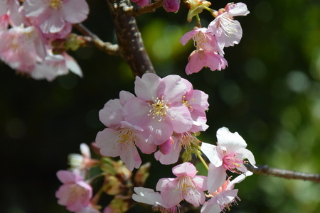 【研究学園の桜１】今年も桜の季節がやってきた！