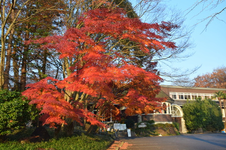 「筑波ハム」今年の紅葉は素晴らしかった！