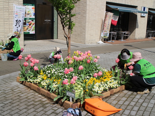 研究学園駅前はチューリップが咲き誇り華やかです！