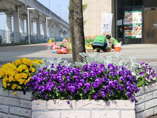 研究学園駅前はチューリップが咲き誇り華やかです！