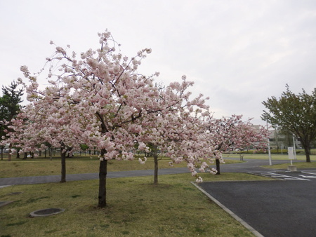【研究学園の桜】ソメイヨシノが散った後は八重桜がキレイです！