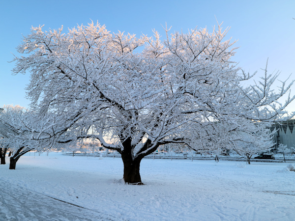 雪桜が見事に咲いた学園の杜公園