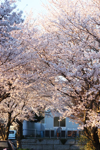 近所の桜も満開で