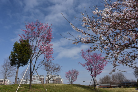 【研究学園の桜４】研究学園のあちこちで桜が満開になった！