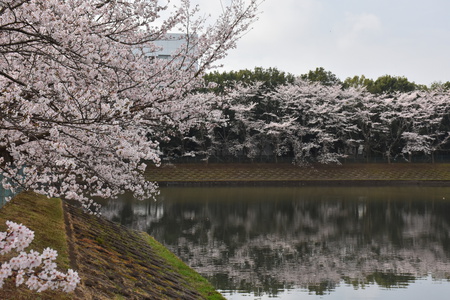 【研究学園の桜４】研究学園のあちこちで桜が満開になった！