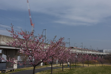【研究学園の桜３】大規模公園の河津桜、寒緋桜が一気に見頃になりました！