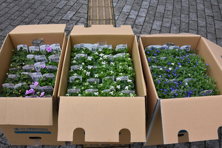 春の植替え第一弾、タキイ種苗さん寄贈の花をホテルベストランド周辺に植えた！
