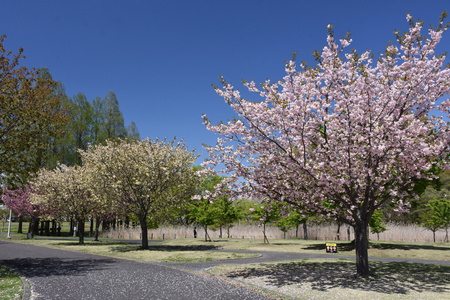 【研究学園の桜５】豪華な八重桜が見頃を迎えた！