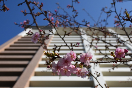 【研究学園桜１】パークハウスの河津桜が開花した！