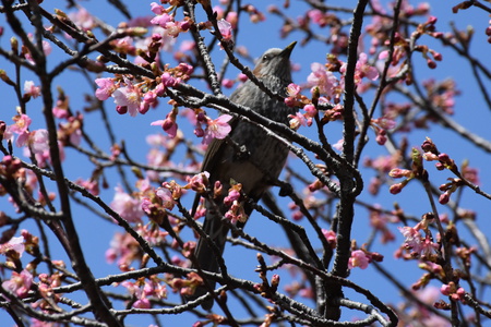 【研究学園桜１】パークハウスの河津桜が開花した！