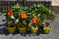 春の植替え第三弾、駅前にビタミンカラーの花を植えました！ 2022/06/05 05:00:00