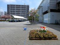 研究学園駅前花盛り、チューリップ・クレマチスとても綺麗です！