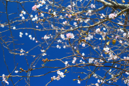 晩秋にもかかわらず学園の杜公園の桜が可憐に咲いた！