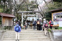 桜の里〝桜川磯部稲村神社〟の賑わい