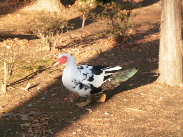 洞峰公園の水鳥