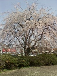 2010年04月06日