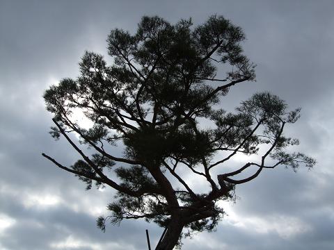 韓国の背の高い松の木♪