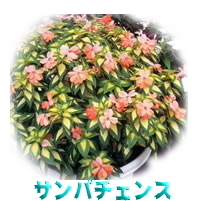 サンパチェンス…エコな花ですね♪