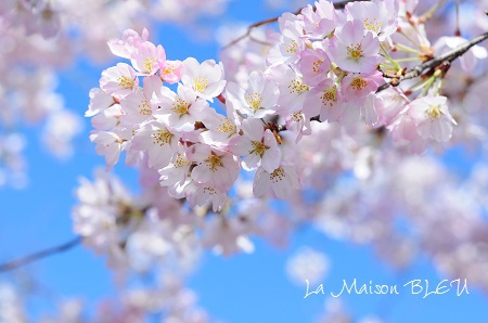 今年の桜写真