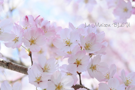 今年の桜写真