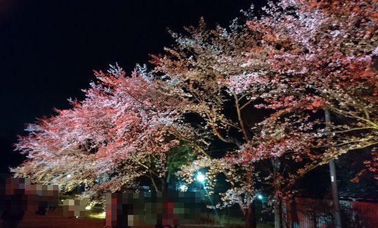 研究学園 ウシオライティングの桜ライトアップは神か！！