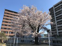 研究学園駅前ロータリーの桜が元気になっている！