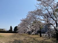 研究学園 ウシオライティングの桜とZOZOBASE（元インテル）の桜 （2021/3/27の様子）