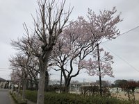 桜 2019  二の宮小学校の桜です！