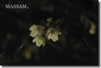 夜桜