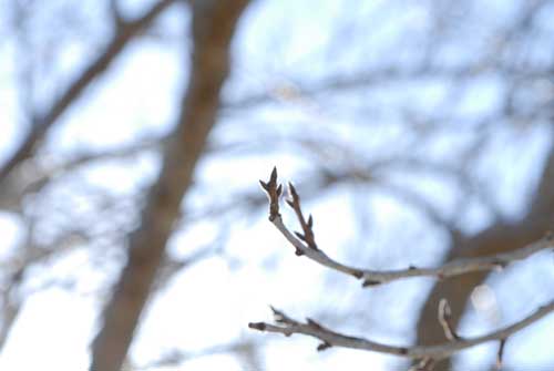 今日の桜