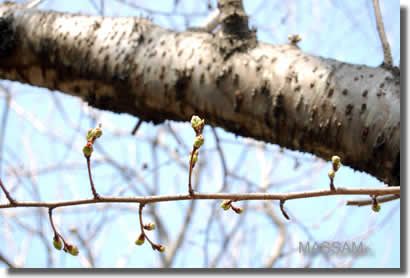 乙戸沼公園の桜