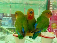 コザクラインコとサザナミインコ