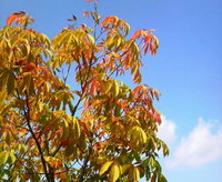 2008年10月20日