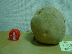 我らが北海道民会のBIGジャガイモ！！