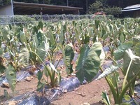 あっちィなァ‥里芋