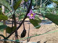 茄子の花