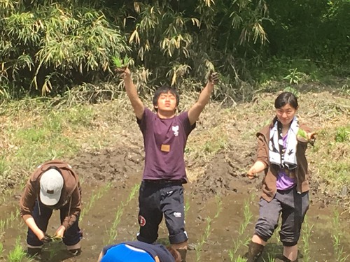 5/6 　田植え