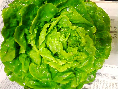 サラダ菜